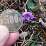 古賀志山で見る花たち・スミレを極めたい（2022/04/16）