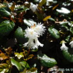古賀志山で見る花たち・ヒメイワカガミが咲いた（2022/04/25）
