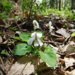 春爛漫、スミレを追って古賀志山へ。ヒカゲツツジにアカヤシオも。