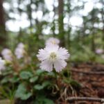 遠いが今年も来てしまった栃木県唯一のイワウチワ群生地・花瓶山